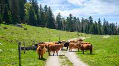 Switzerland tours  The Natural Adventure 1